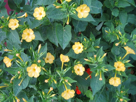 Underblomma - Mirabilis Jalapa