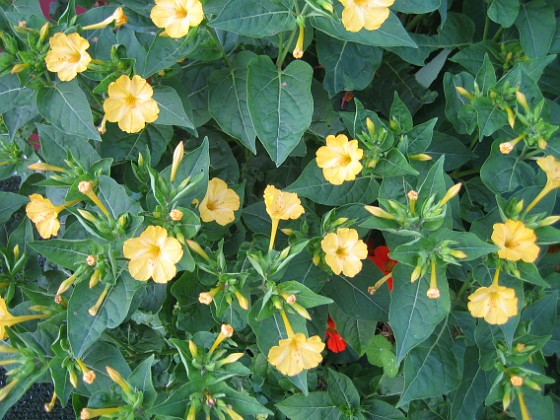 Underblomma - Mirabilis Jalapa 
