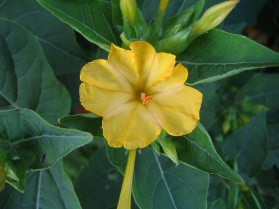 Underblomma - Mirabilis Jalapa