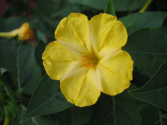 Underblomma - Mirabilis Jalapa 
