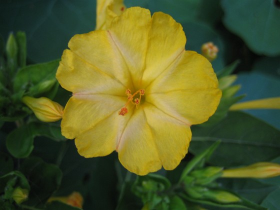 Underblomma - Mirabilis Jalapa