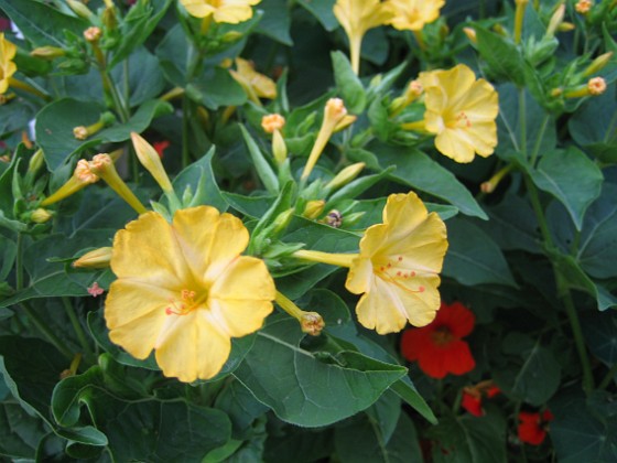 Underblomma - Mirabilis Jalapa 
