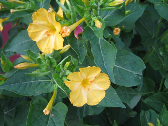 Underblomma - Mirabilis Jalapa 
