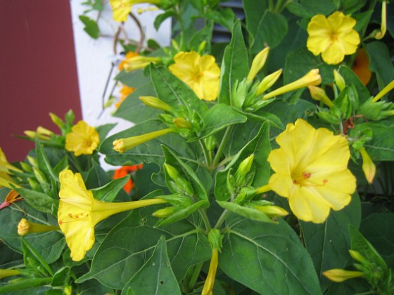 Underblomma - Mirabilis Jalapa 
