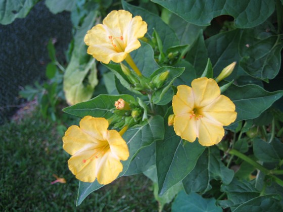 Underblomma - Mirabilis Jalapa 
