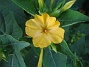 Underblomma - Mirabilis Jalapa  
  
2012-08-20 IMG_0006