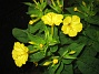 Underblomma - Mirabilis Jalapa