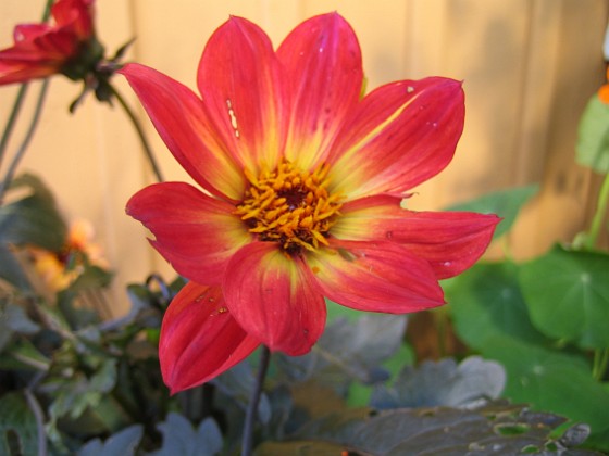 Dahlia