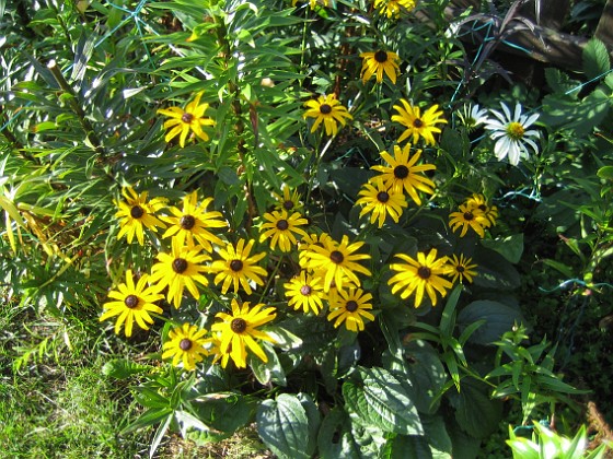 Strålrudbeckia {  } 