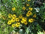 Strålrudbeckia