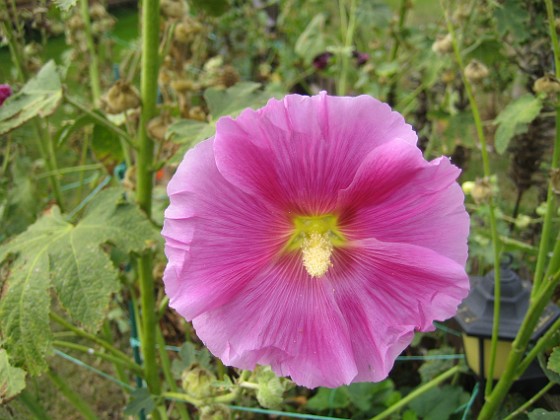 Stockros { Någon enstaka Stockros 'Alcea Ficifolia' finns det kvar. } 