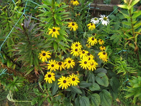 Strålrudbeckia 
