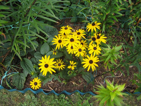 Strålrudbeckia  
  
2012-09-16 IMG_0006  
Granudden  
Färjestaden  
Öland