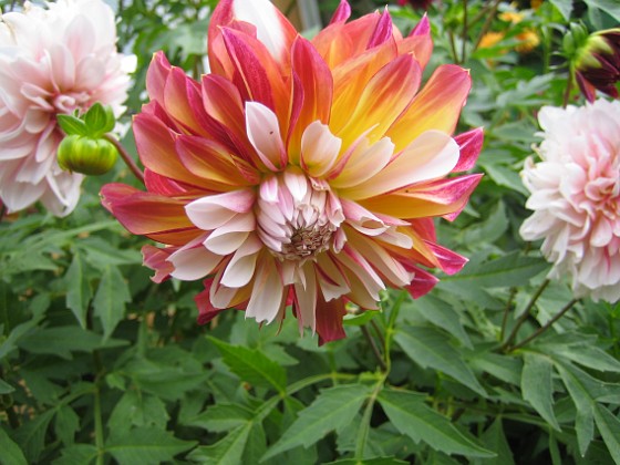 Dahlia 
