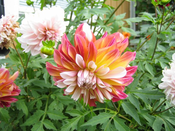 Dahlia 
