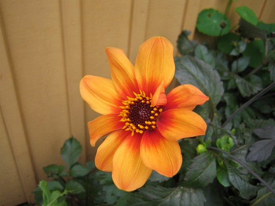 Dahlia 
