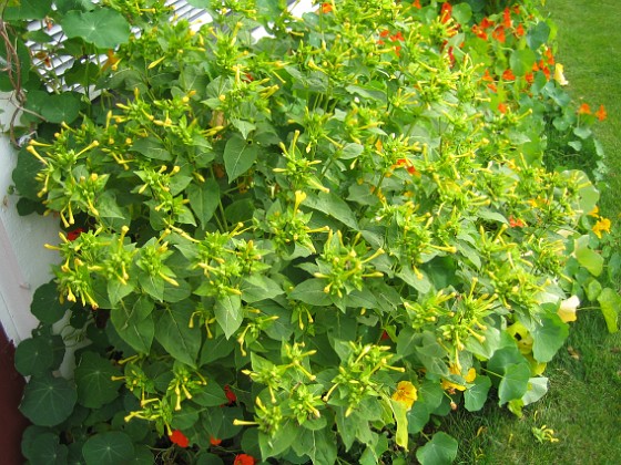 Underblomma 
Mirabilis Jalapa