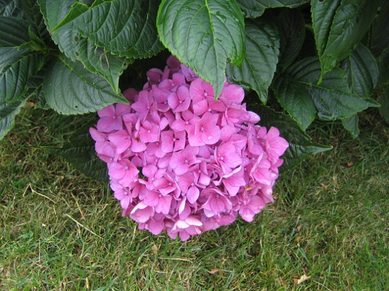 Hortensia