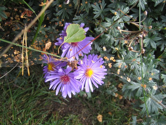 Aster 
