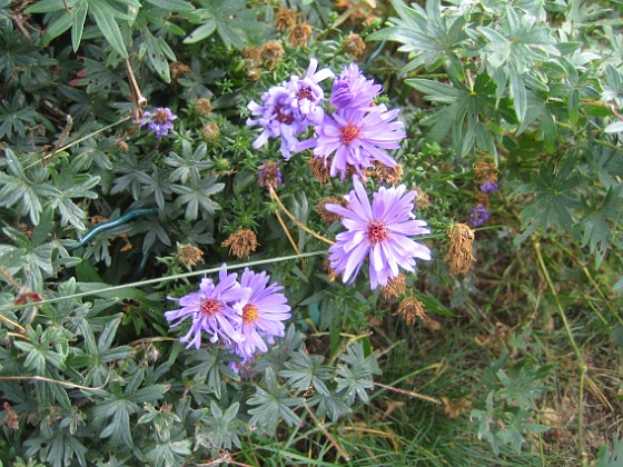 Aster 
