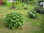 Hortensia  
  
2012-09-16 IMG_0026