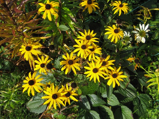 Strålrudbeckia 
Jag satte mängder av Solhattar, men dena gula variant är den enda som har klarat sig.