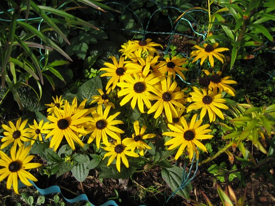 Strålrudbeckia  
De är mycket tacksamma och står kvar och blommar länge på hösten.  
2012-09-29 IMG_0004  
Granudden  
Färjestaden  
Öland