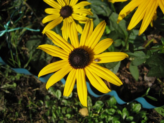 Strålrudbeckia 
De ser verkligen ut som små solstrålar.