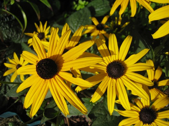 Strålrudbeckia { Och de är väldigt gula. } 