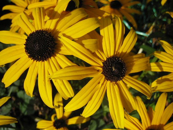 Strålrudbeckia 
Ännu gulare :-)