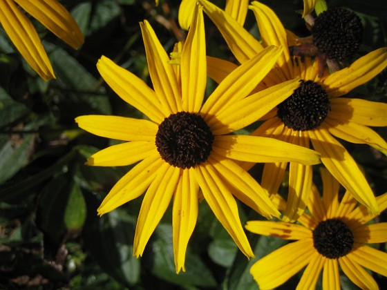 Strålrudbeckia 
Har ni räknat blombladen?