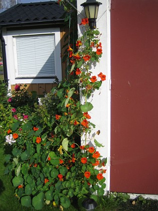 Krasse 
Mängder av blommor i skiftande färger.