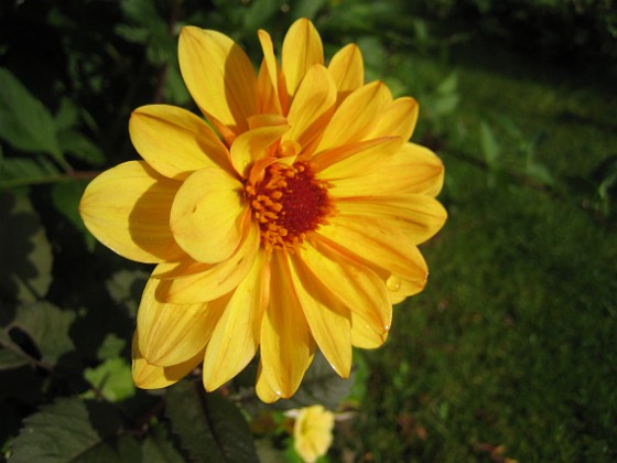 Dahlia { Den här blomman blir väldigt fin i solskenet. } 