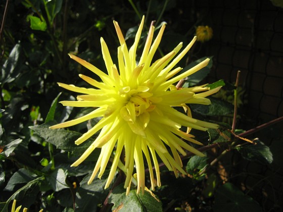 Dahlia  
Den här gula 