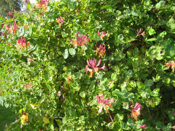 Kaprifol { Och jag har fortfarande blommande Kaprifol. } 