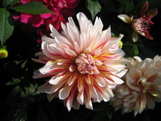 Dahlia { Även på den här sidan har jag Dahlior. } 