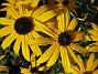 Strålrudbeckia