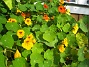 Härunder skall det bli Tulpaner till våren. (2012-09-29 IMG_0018)