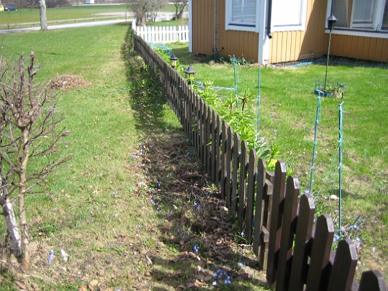 Granudden 
Jag har även fått lite blommor på utsidan av staketet. Vårstjärnorna förökar sig gärna och så här års ser man flera trädgårdar som är precis fulla av dessa blommor.