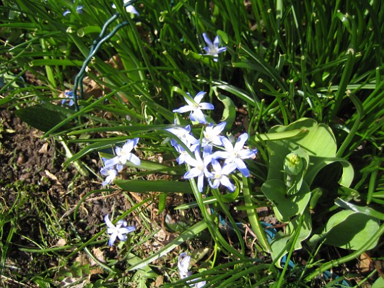 Vårstjärna  
  
2013-04-28 IMG_0017  
Granudden  
Färjestaden  
Öland