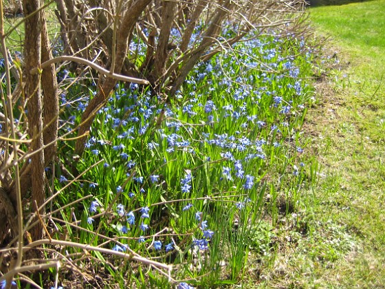 Scilla  
Någon enstaka lök har jag nog satt här, för ca 5 år sedan....  
2013-04-28 IMG_0032  
Granudden  
Färjestaden  
Öland