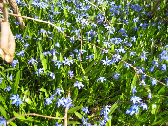 Scilla  
  
2013-04-28 IMG_0034  
Granudden  
Färjestaden  
Öland