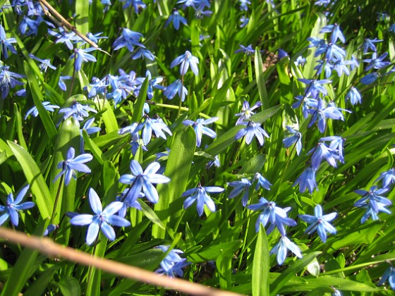 Scilla  
  
2013-04-28 IMG_0035  
Granudden  
Färjestaden  
Öland