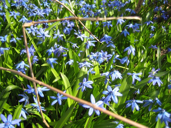 Scilla 
