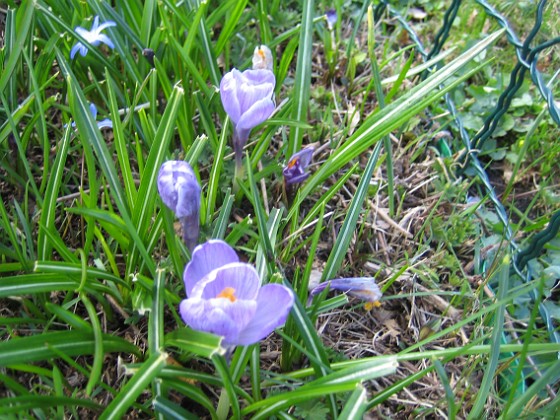 Krokus  
  
2013-04-28 IMG_0045  
Granudden  
Färjestaden  
Öland