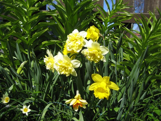 Narcisser  
  
2013-05-03 IMG_0034  
Granudden  
Färjestaden  
Öland