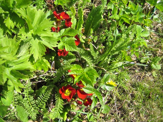 Primula  
  
2013-05-03 IMG_0043  
Granudden  
Färjestaden  
Öland