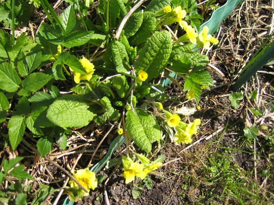 Primula  
  
2013-05-03 IMG_0047  
Granudden  
Färjestaden  
Öland