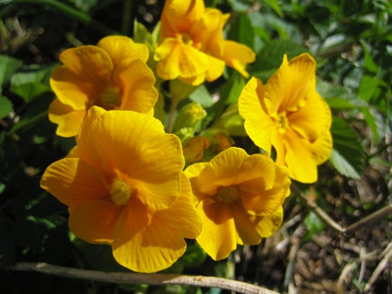 Primula 
