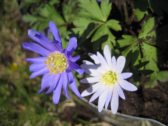 Anemoner